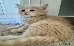 Persian cats for sale: Persian kittens ready for their forever homes  - Image 2