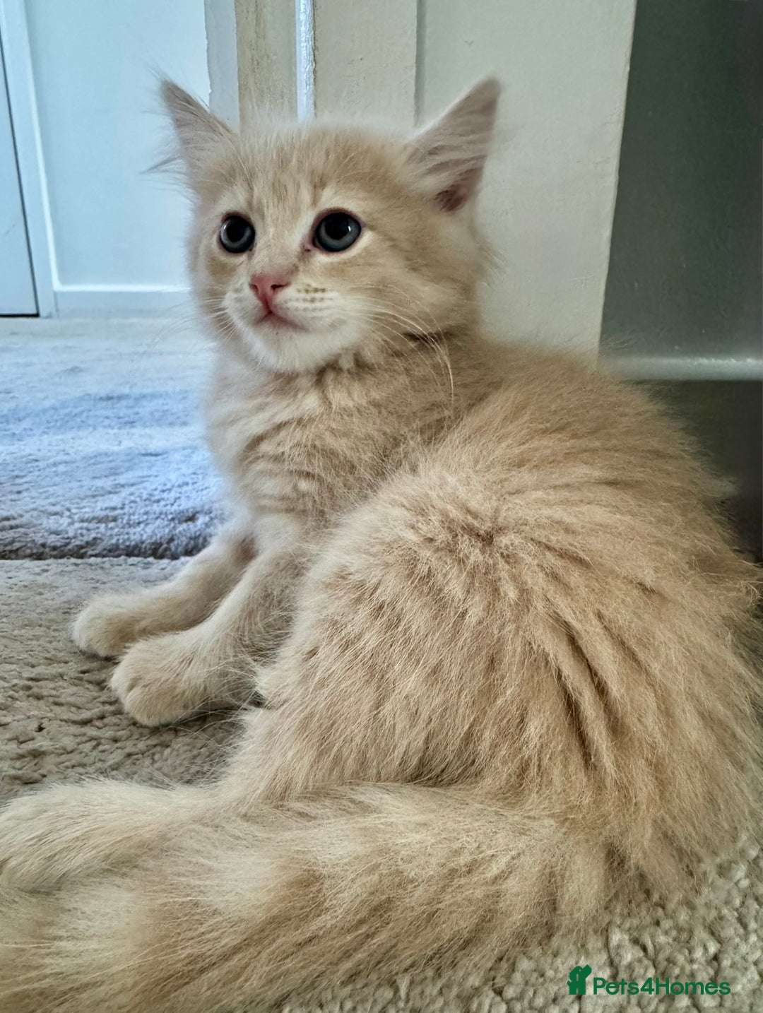 Persian cats for sale: Persian kittens ready for their forever homes  - Image 2