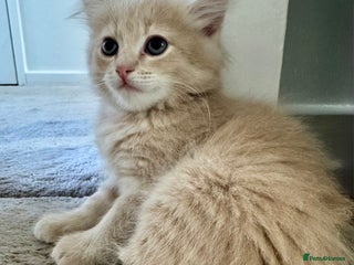 Persian cats - Advert 14