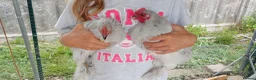Chickens poultry for sale: 6 Very Tame Bantam Cockerels   - Advert 13