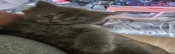 Persian cats for sale: Gorgeous Persian x Kittens Ready now  - Advert 34