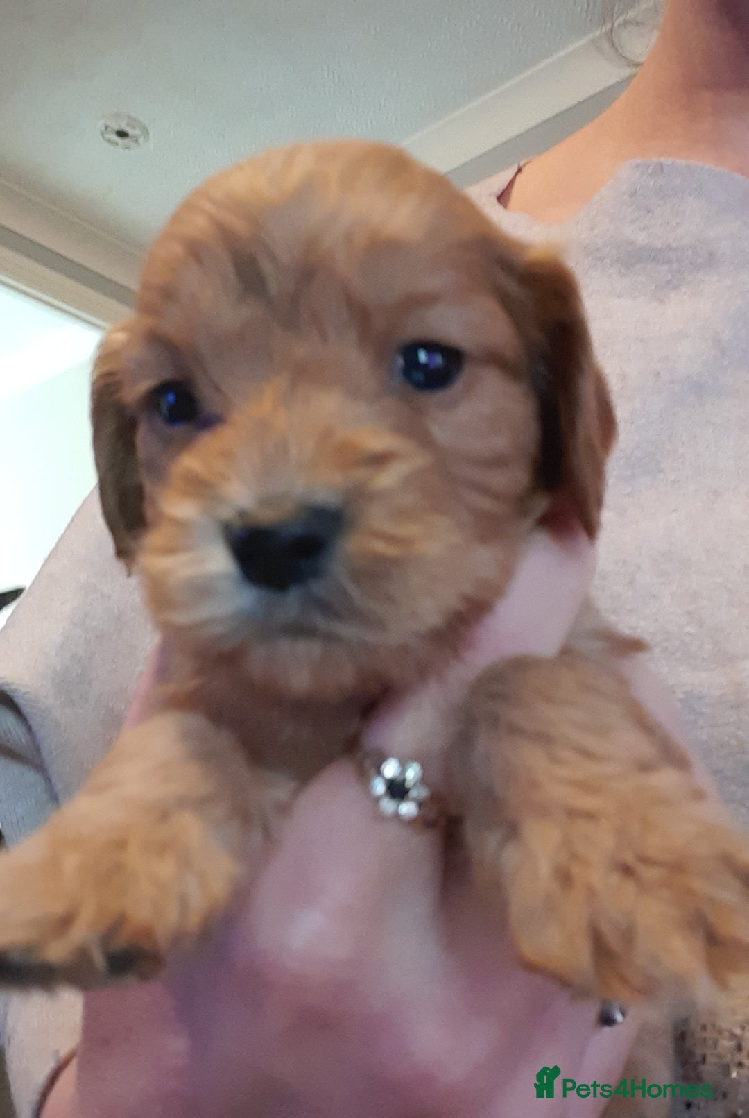 Cockapoo dogs for sale: Stunning litter of cockapoos  - Advert 4
