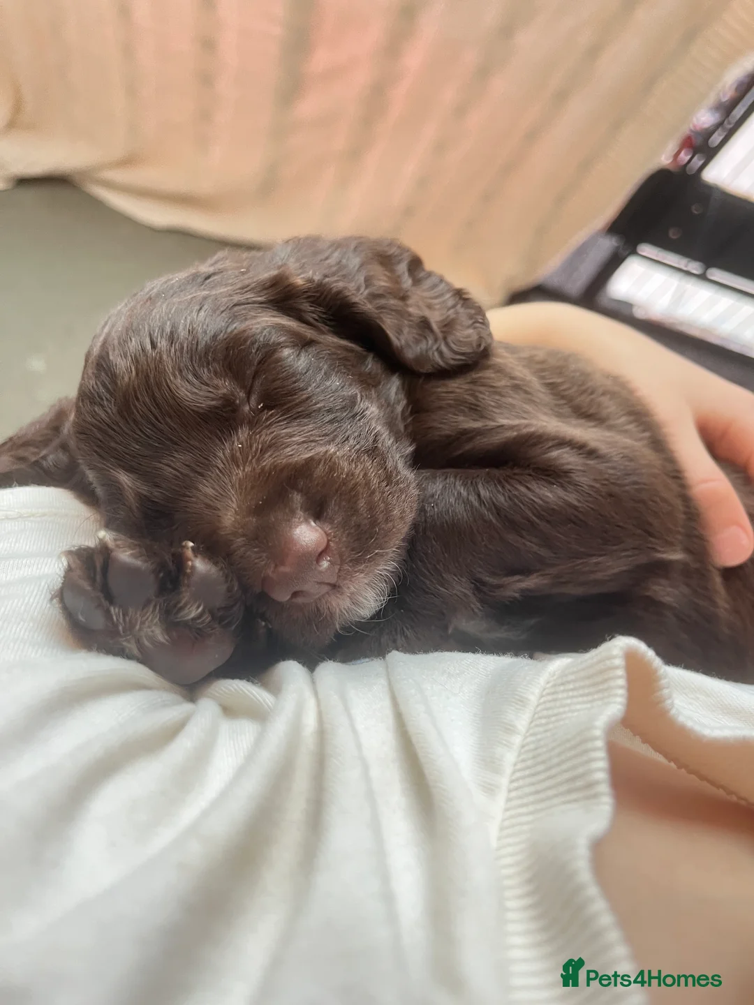 Mixed Breed dogs for sale: Mixed breed cocka pups - Advert 6