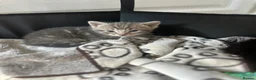 Mixed Breed cats for sale: 1 female grey kitten - Advert 5