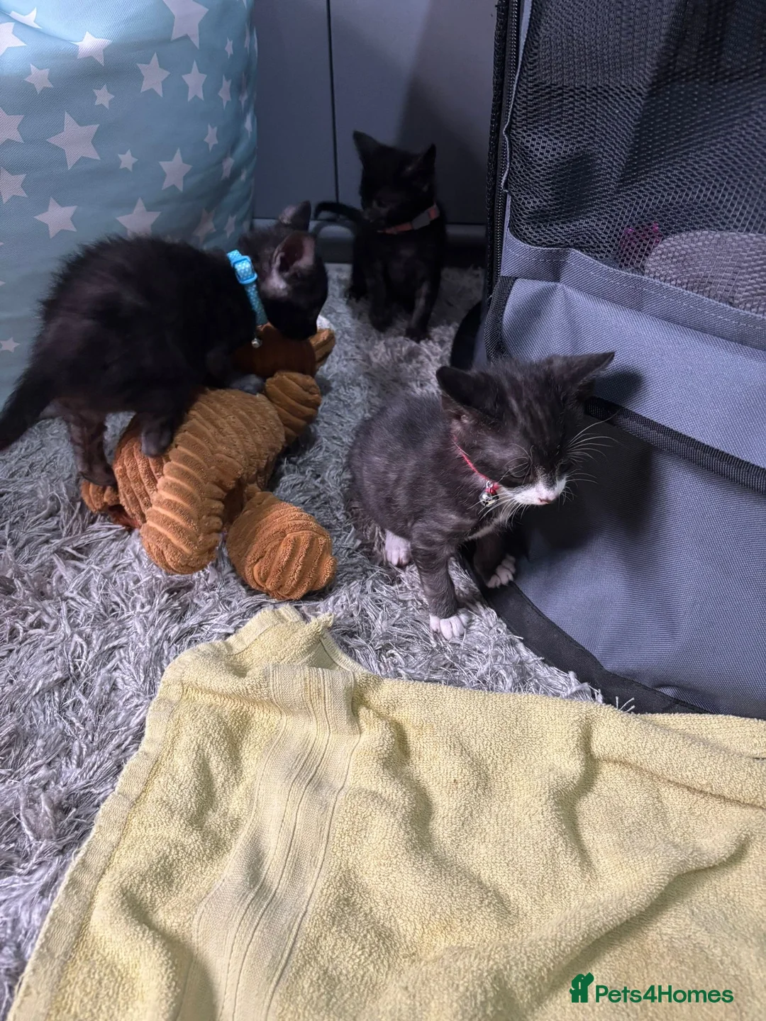 Domestic Shorthair cats for sale: hand reared kittens available  in Leicester - Advert 22