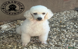 Cockapoo dogs for sale: Ready to Leave: F1 Cockapoo Puppies - Image 14