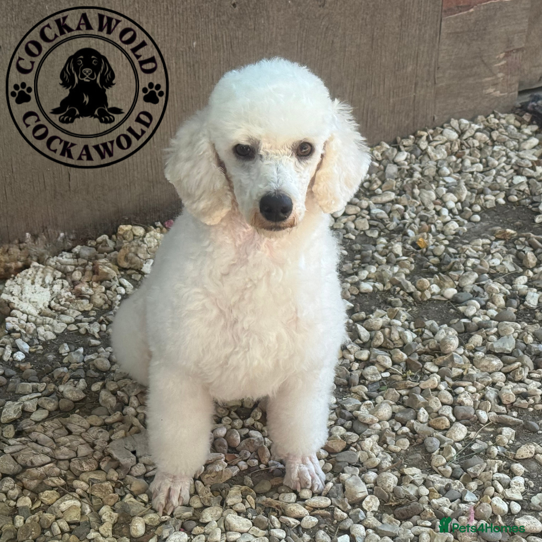 Cockapoo dogs for sale: Ready to Leave: F1 Cockapoo Puppies - Image 14