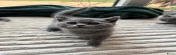 British Shorthair cats for sale: Four Gorgeous British Shorthair Kittens - Advert 4