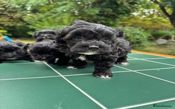 Maltipoo dogs for sale: Gorgeous tiny toy Maltipoo puppies  - Image 4