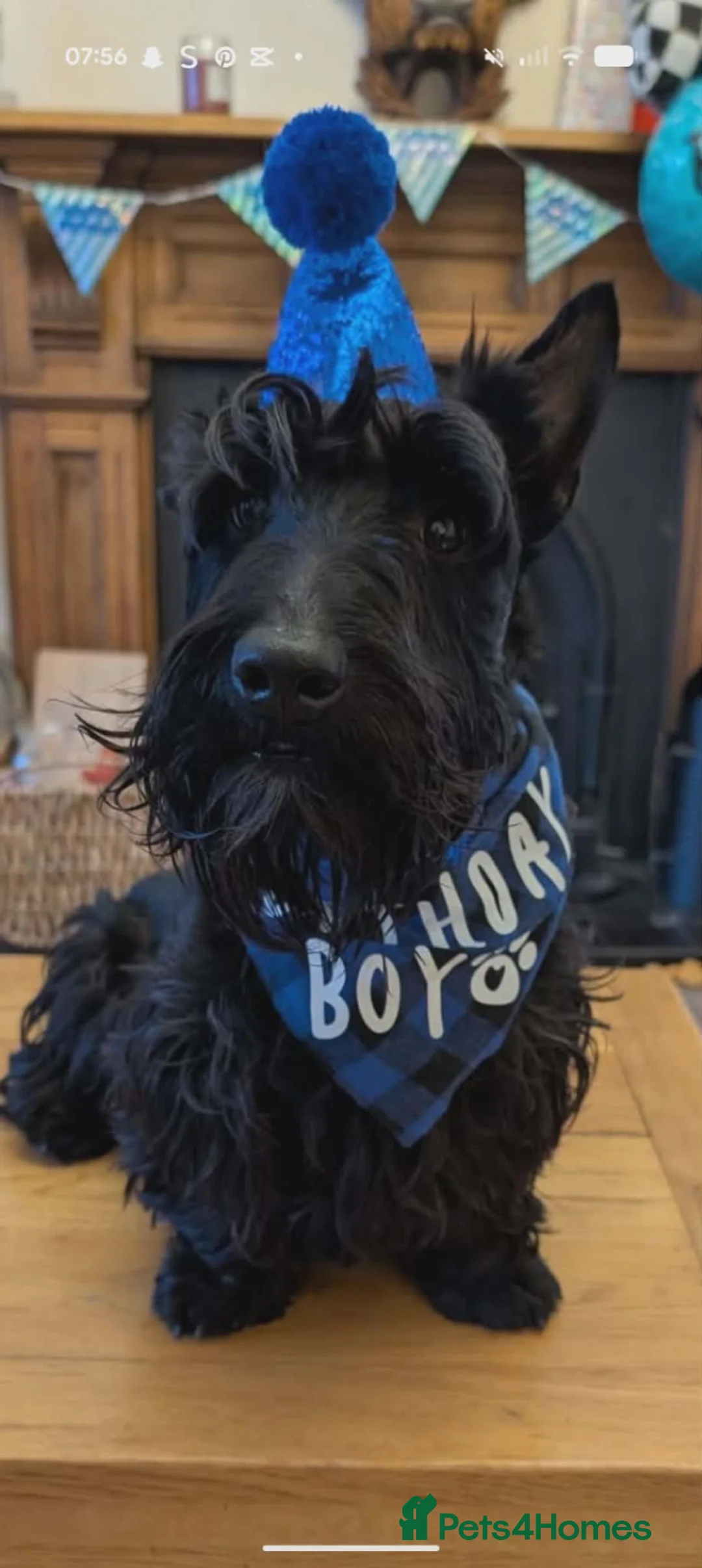 Scottish Terrier dogs for stud: KC reg Scottish terrier stud dog in Biggar - Advert 2