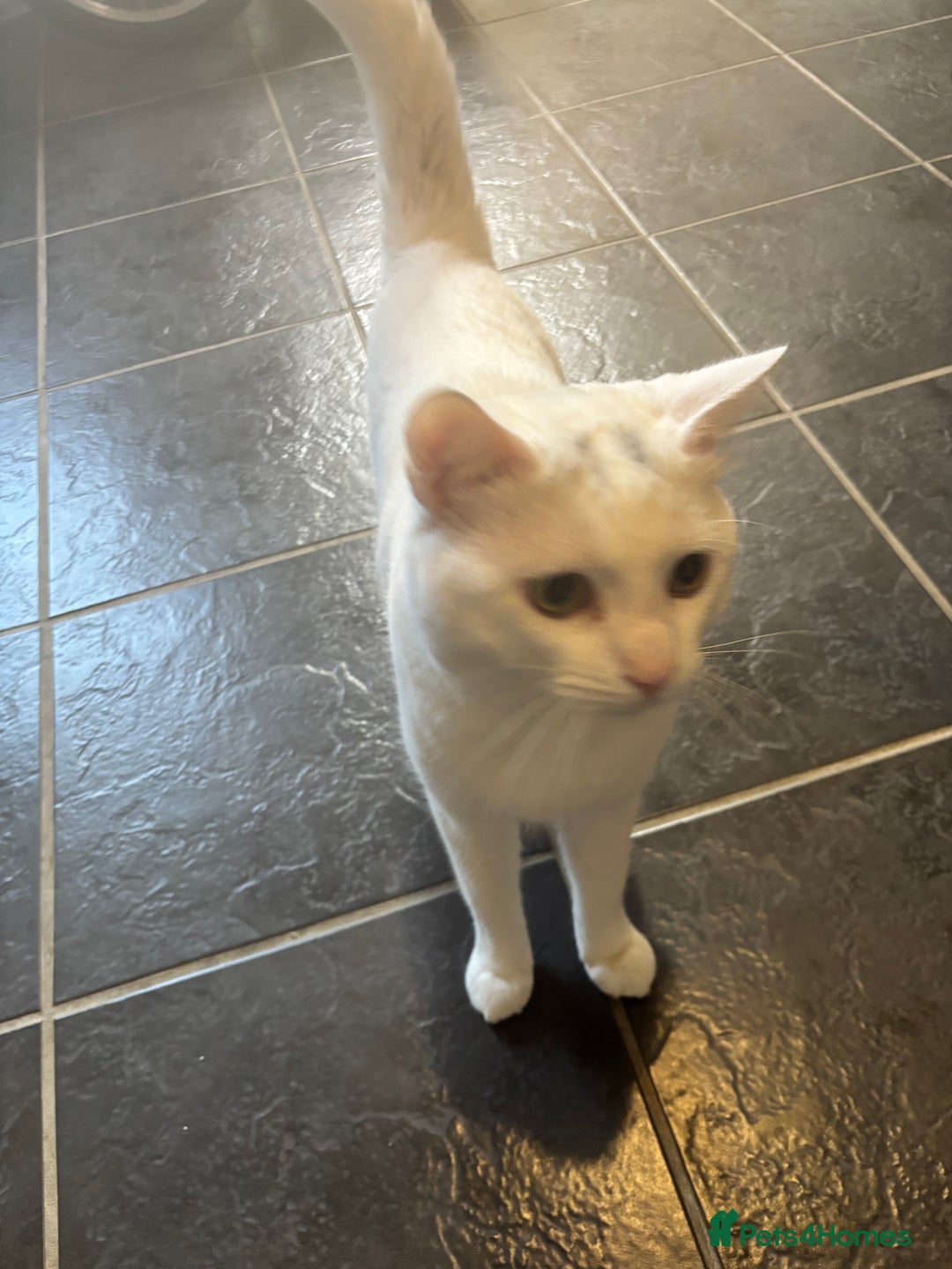 Domestic Shorthair cats for sale: Male cat needing a new home - Image 2