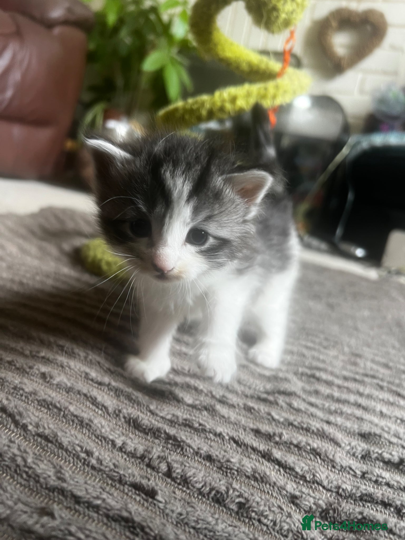 Mixed Breed cats for sale: Norwegian Forest x kittens - Advert 19