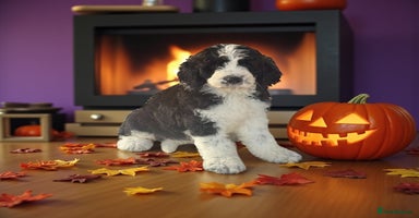 Saint Bernard dogs - Advert 11