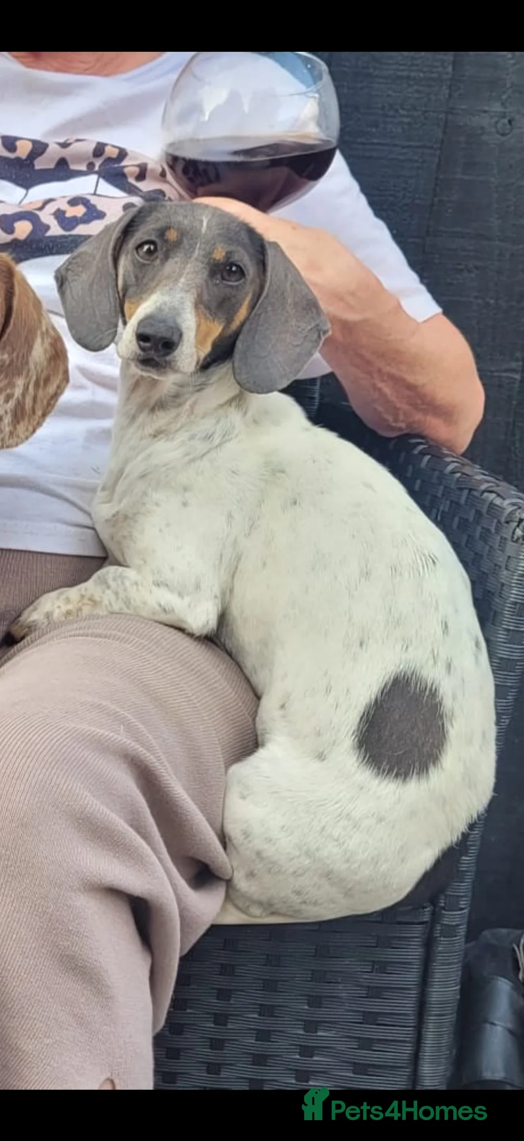 Miniature Dachshund dogs for sale: IRIS - miniature dachshund - Advert 1