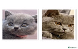British Shorthair cats for sale: GCCF active mum and daughter blue BSH - Image 2