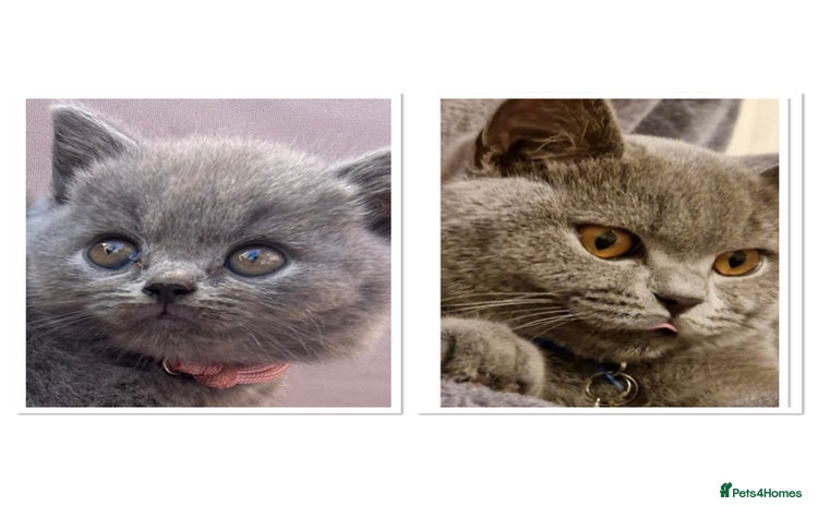 British Shorthair cats - Advert 3