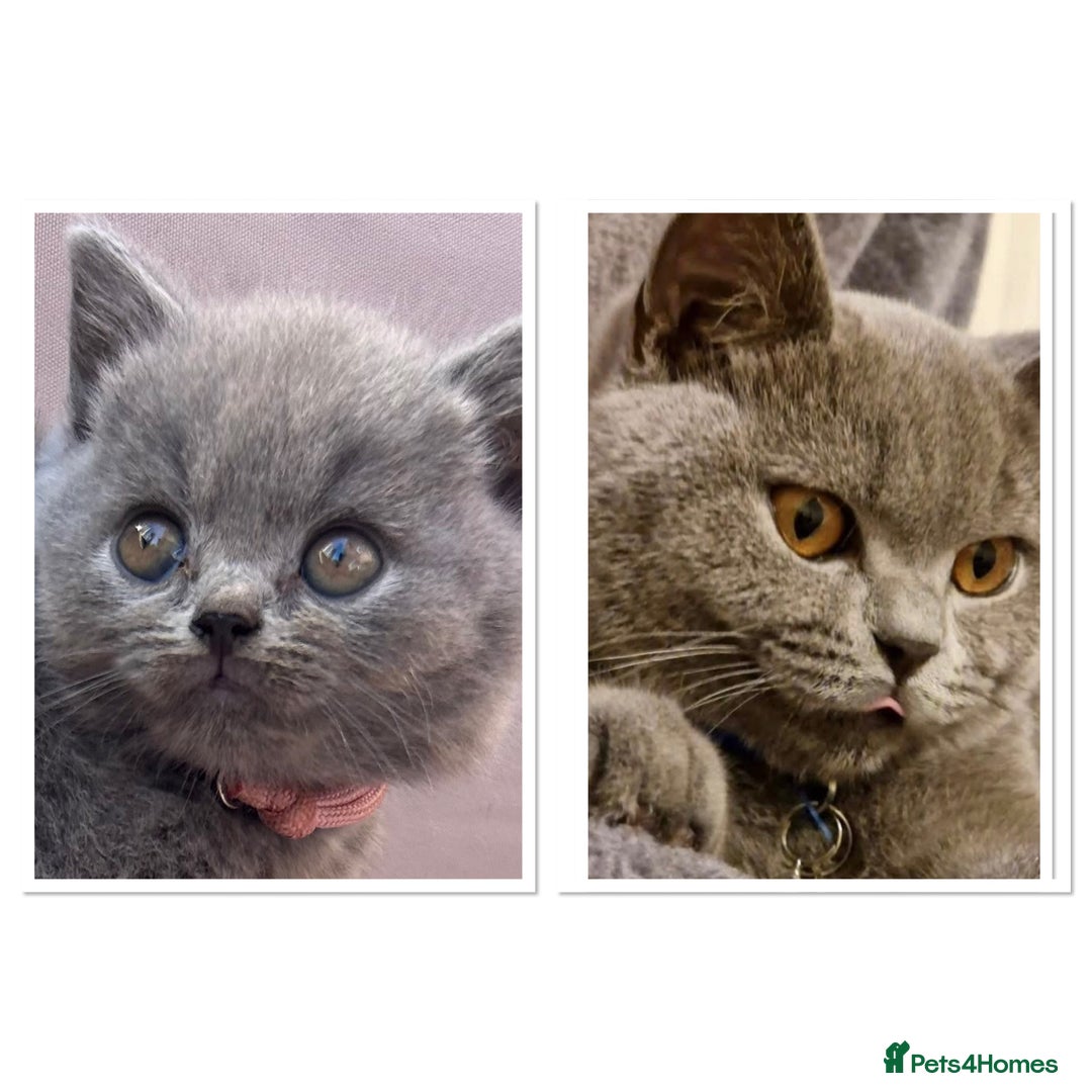 British Shorthair cats for sale: GCCF active mum and daughter blue BSH - Image 2