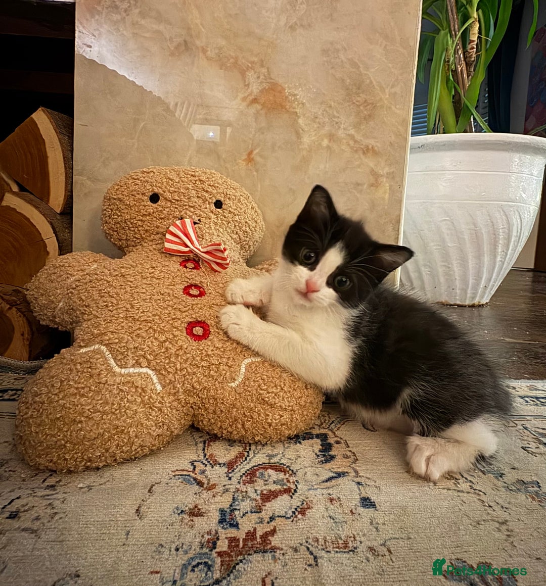 Mixed Breed cats for sale: 2 beautiful Kittens, 1 boy  1 girl - Advert 10