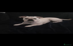 Frug dogs for sale: 3 & 1/2 Yr old male frug - Image 1