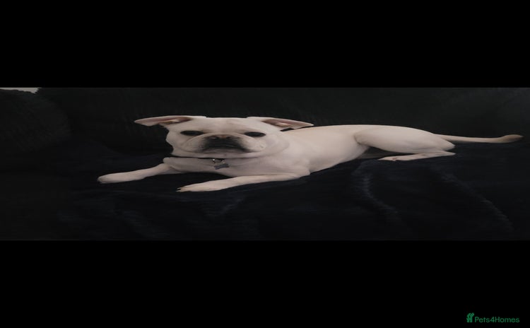 Frug dogs - Advert 3