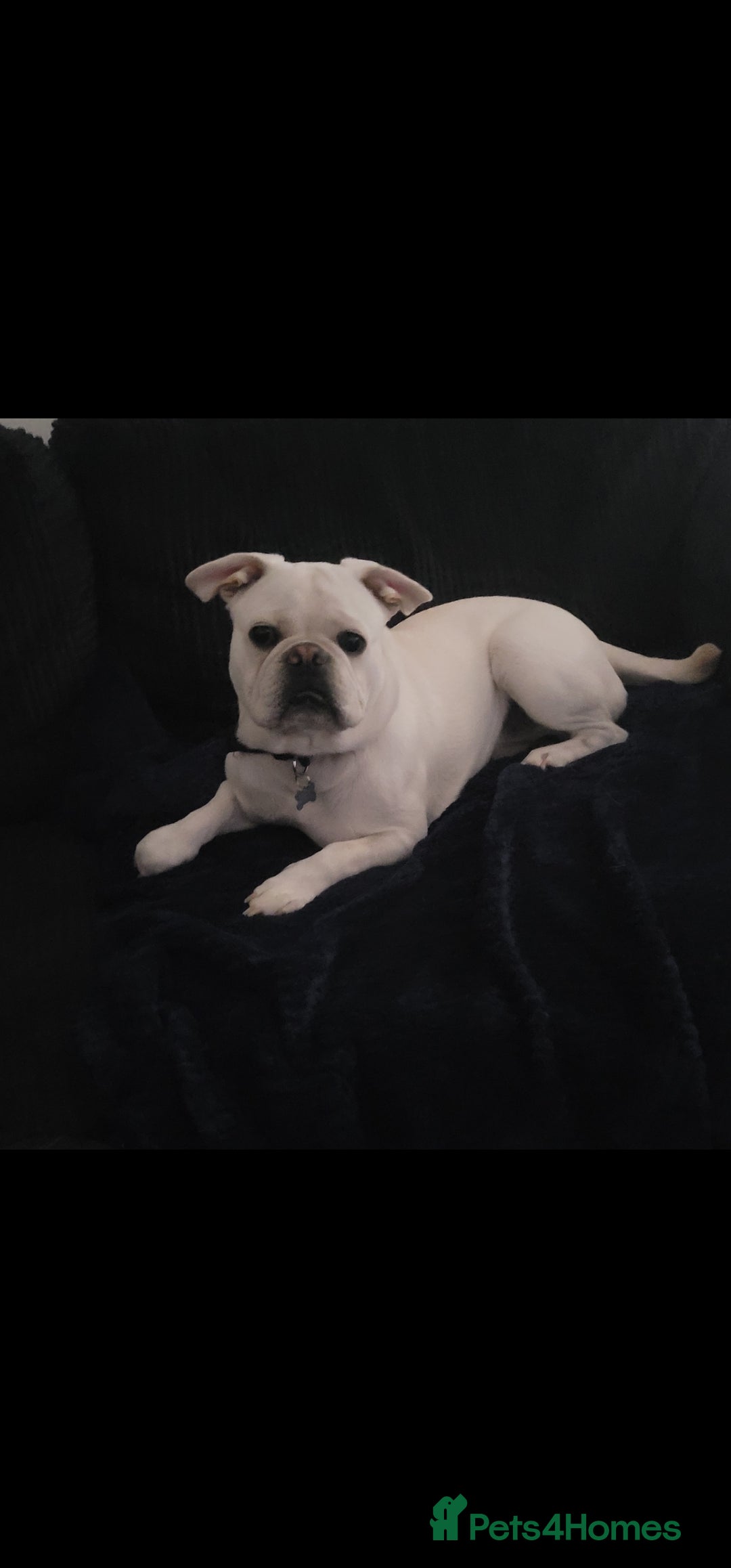 Frug dogs for sale: 3 & 1/2 Yr old male frug - Image 1