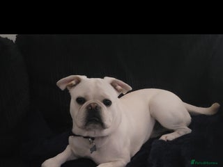 Frug dogs - Advert 14