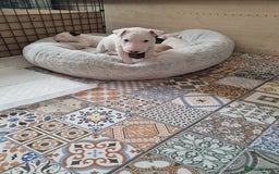 English Bull Terrier dogs for sale: Beautiful k.c reg bully pups  - Image 4