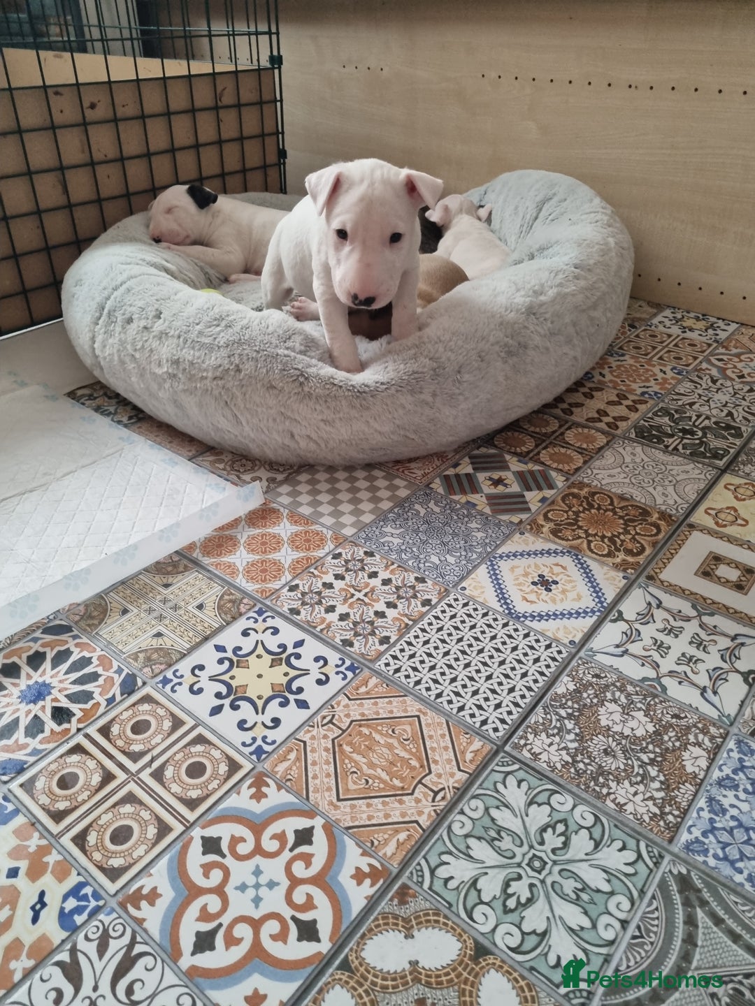 English Bull Terrier dogs for sale: Beautiful k.c reg bully pups  - Image 4