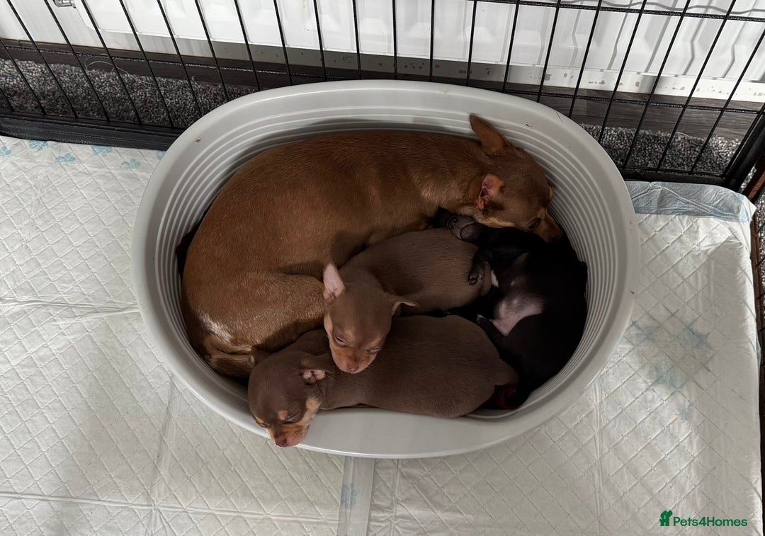 Chihuahua dogs for sale: Smooth Chihuahua puppies  - Image 5