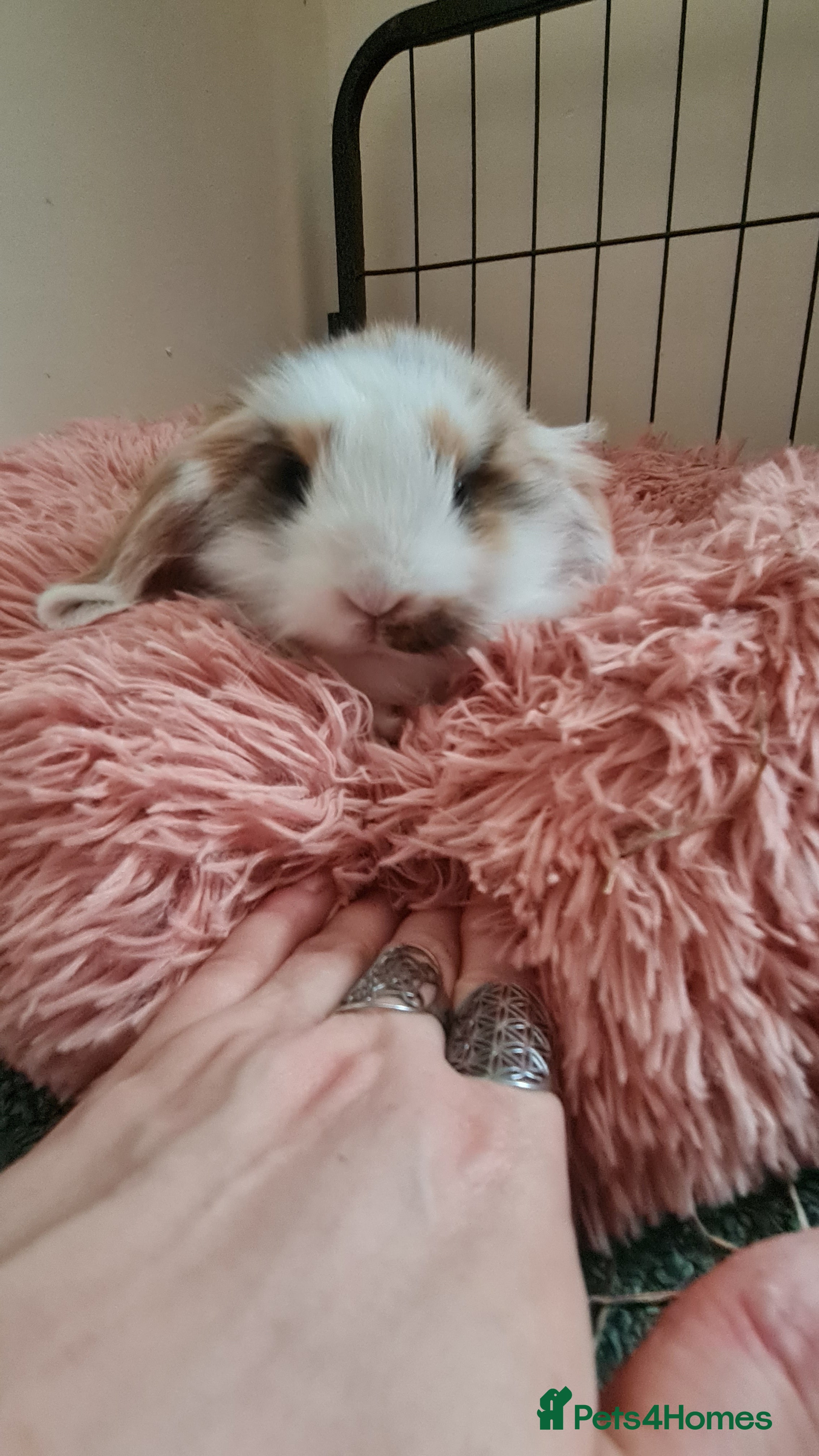 Mixed Breed rabbits Mini lop x lionhead babies - Advert 1
