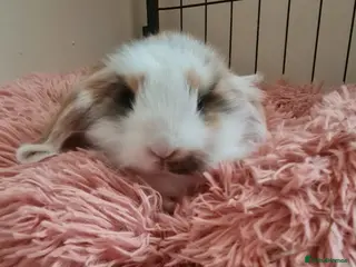 Mixed Breed rabbits Mini lop x lionhead babies - Advert 1