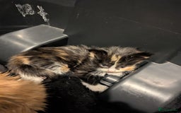 Mixed Breed cats for sale: Adorable kittens looking for a forever home - Image 8
