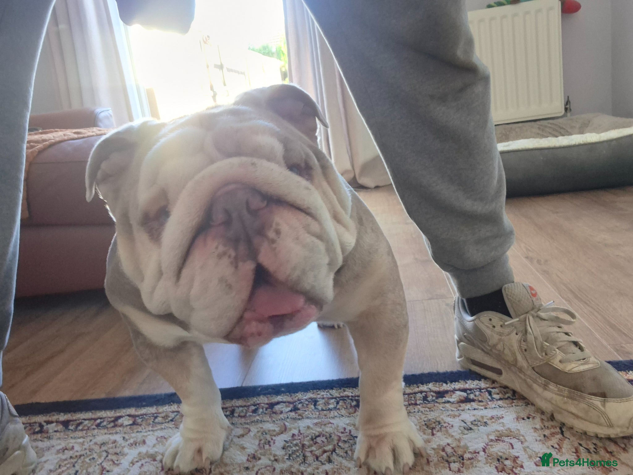 English Bulldog dogs for sale: Frank the bulldog  - Advert 3