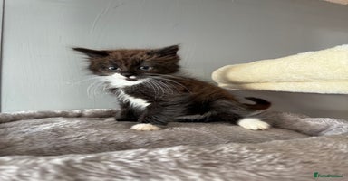 Maine Coon cats - Advert 7