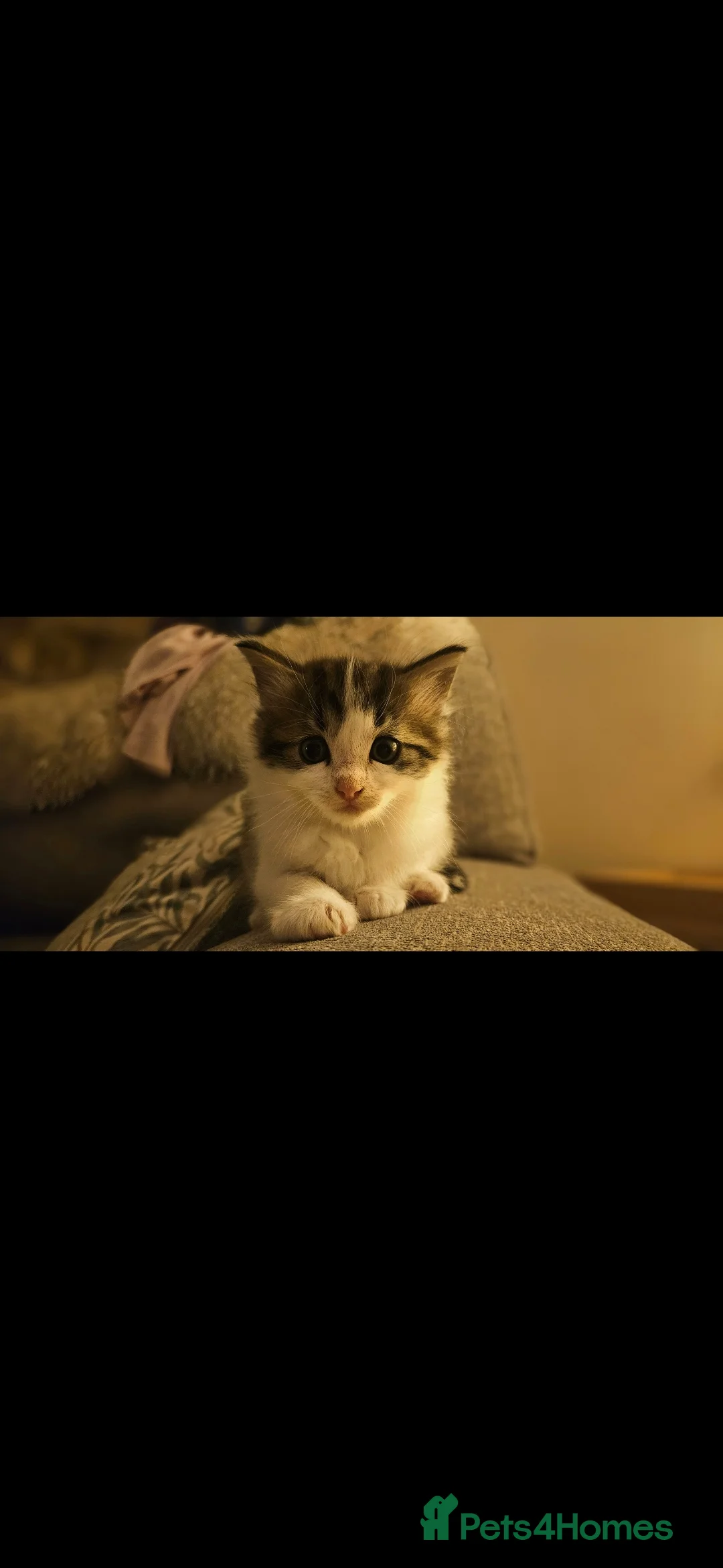 Mixed Breed cats for sale: Ragdoll x  - Advert 2