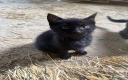 Mixed Breed cats for sale: 7 kittens now ready for their new home  - Image 5