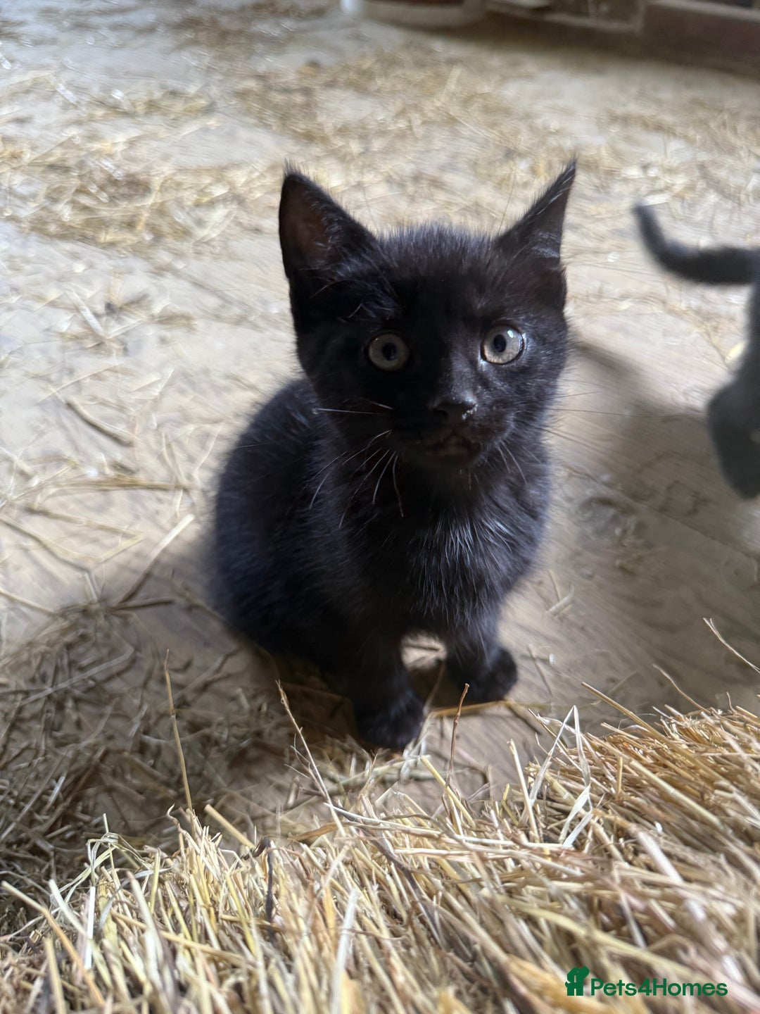 Mixed Breed cats for sale: 7 kittens now ready for their new home  - Image 5