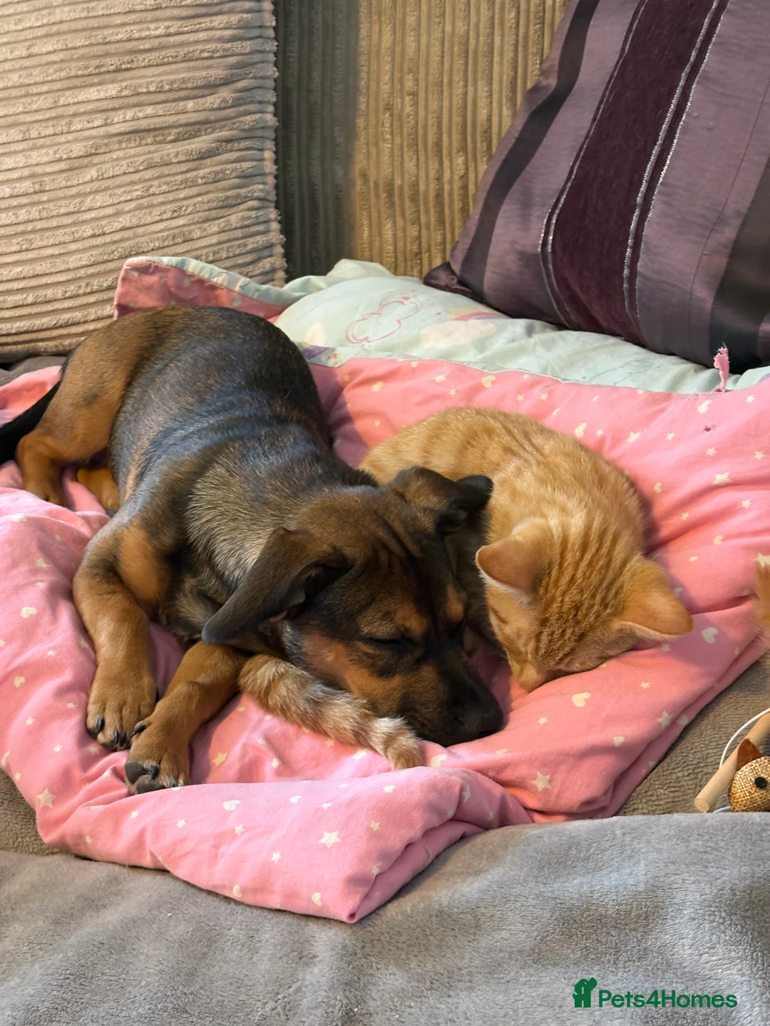 Mixed Breed dogs for sale: Sadly having to rehome  - Advert 6