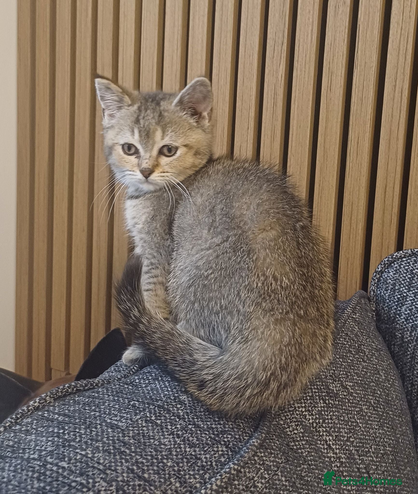 Mixed Breed cats Pretty socialised kittens  - Advert 11