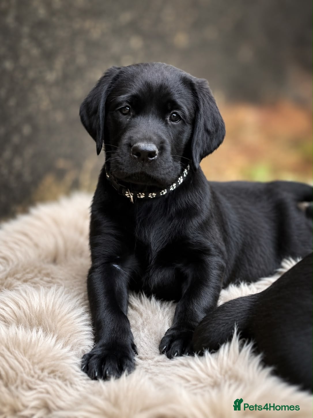Labrador Retriever dogs Beautiful litter of labradors  - Advert 9