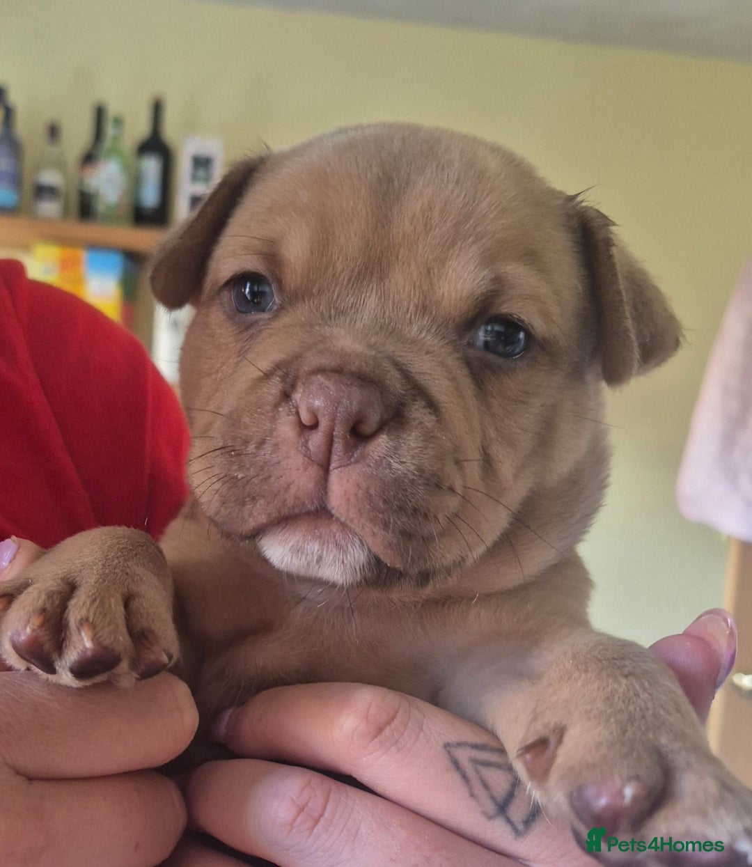 Mixed Breed dogs for sale: Pocket bully cross Chow Chow puppies for sale - Image 19