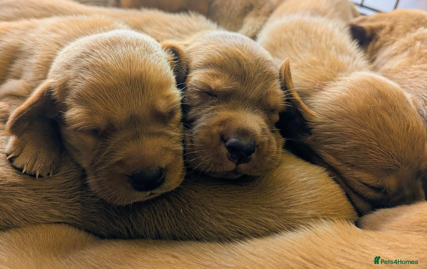 Labrador Retriever dogs RKC Fox Red Puppies - Fully Health Tested  - Advert 1