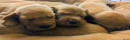 Labrador Retriever dogs for sale: RKC Fox Red Puppies - Fully Health Tested  - Advert 2