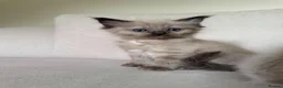 Ragdoll cats for sale: Ragdoll mink, bicolour, mitted - Advert 5