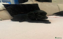 Cockapoo dogs for sale: 4 Stunning and Healthy cockapoos *2 girls 2boys* - Image 7