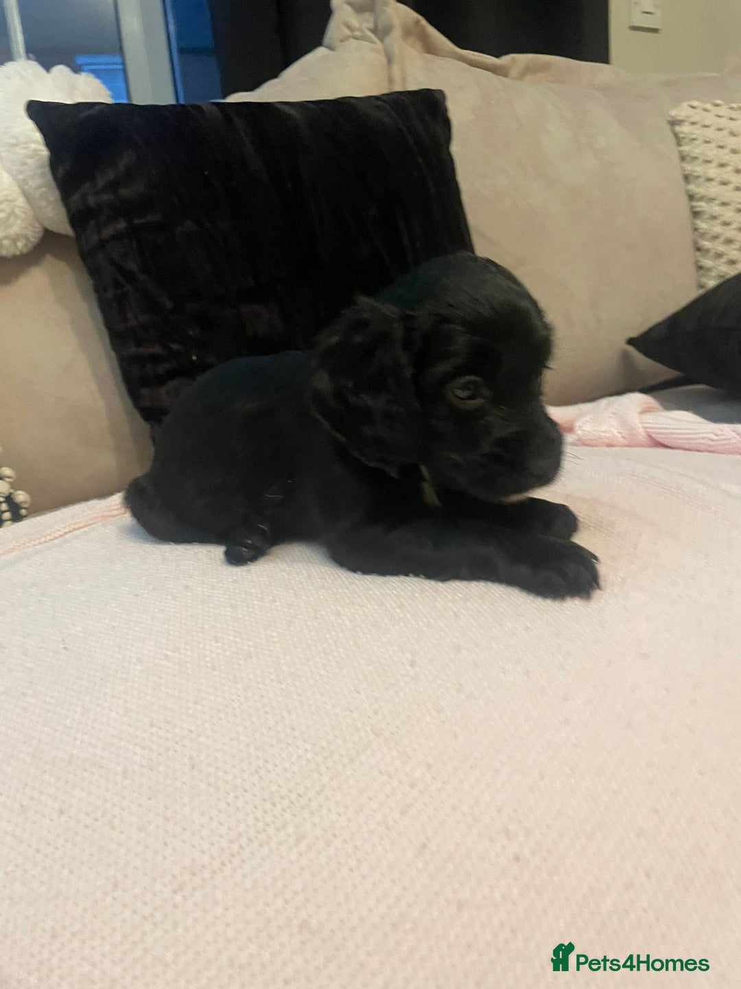 Cockapoo dogs for sale: 4 Stunning and Healthy cockapoos *2 girls 2boys* - Image 7