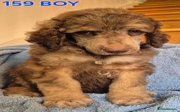 Standard Poodle dogs for sale: KC reg Brown Parti & phantom Standard Poodle pups - Image 5