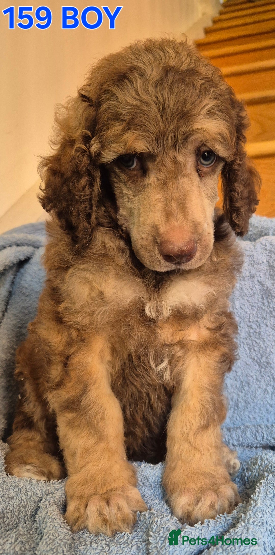 Standard Poodle dogs for sale: KC reg Brown Parti & phantom Standard Poodle pups - Image 5