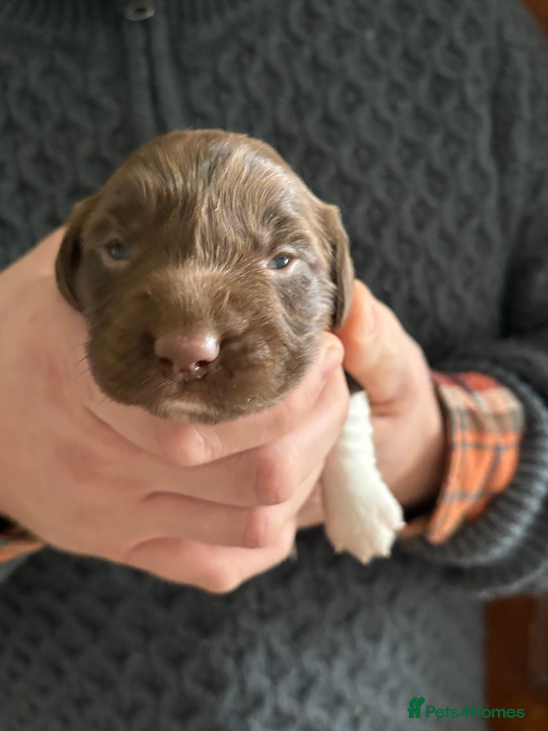 English Springer Spaniel dogs for sale: Beautiful litter of KC REG Puppies - Advert 5