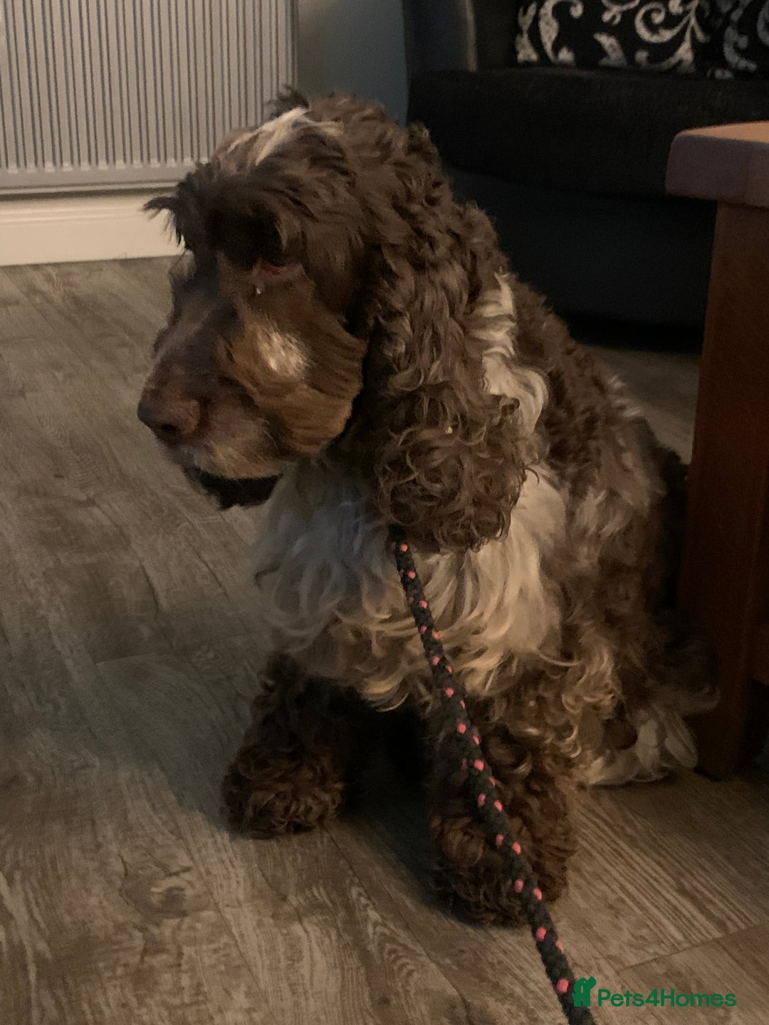 Cocker Spaniel dogs for stud: Extensively Health Tested Stud  in Wisbech - Advert 7